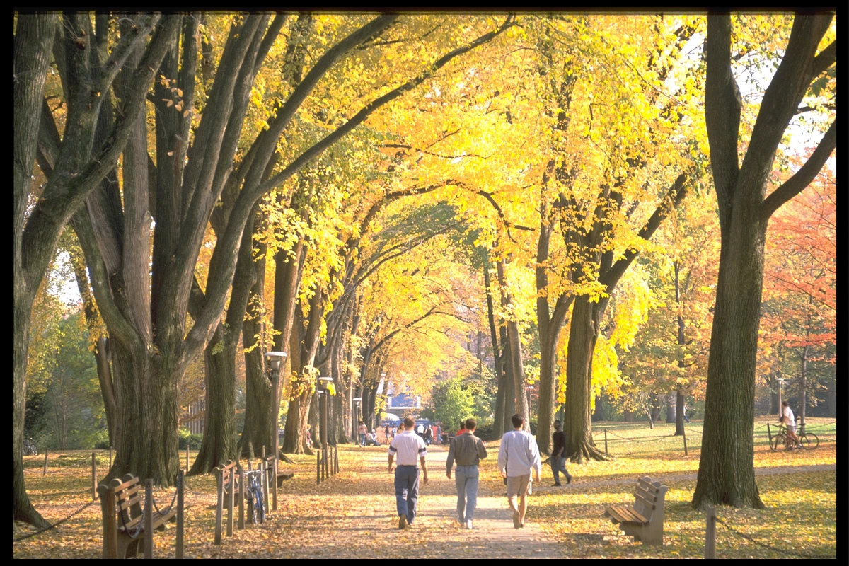 Students walking under fall trees