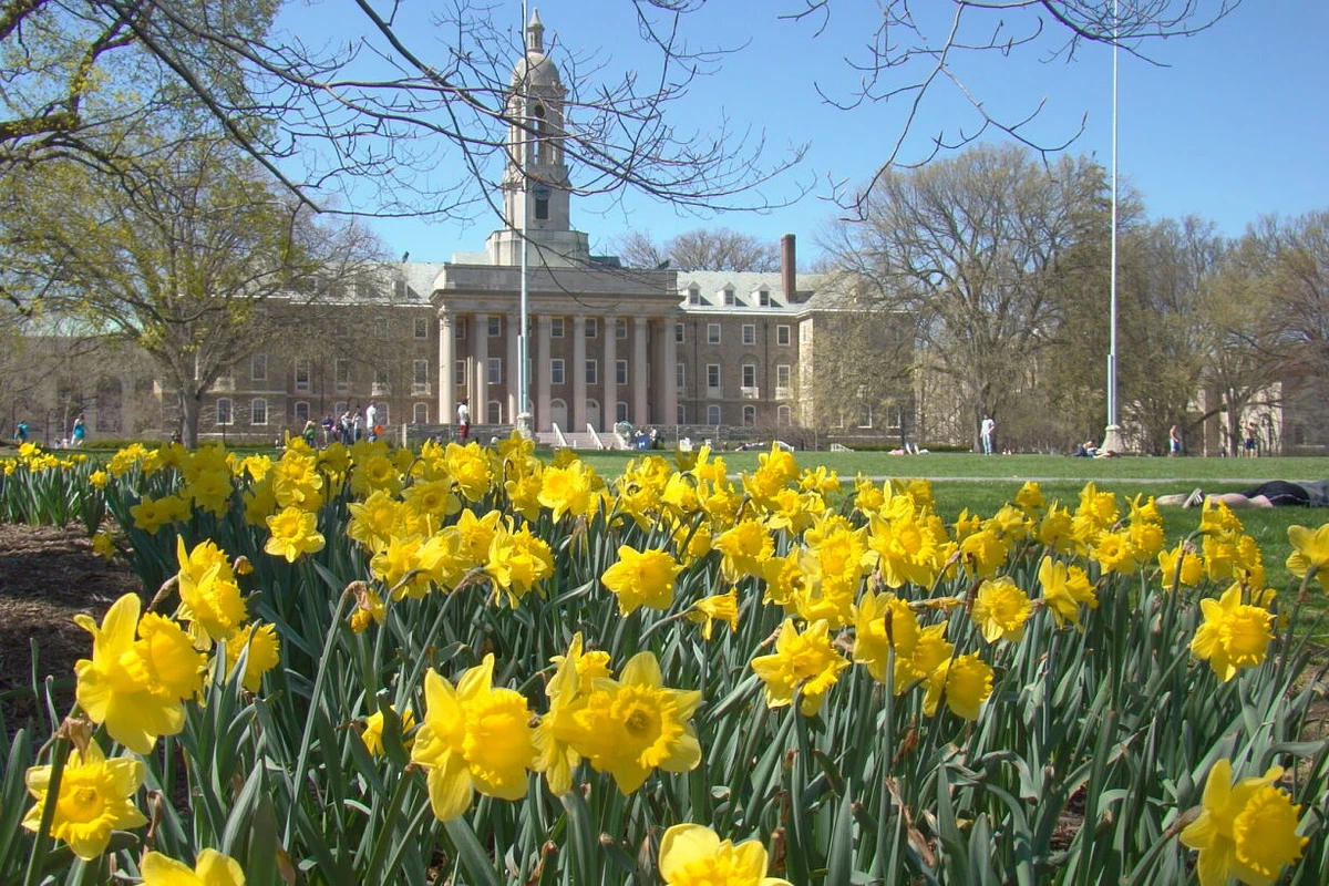 Old Main in the background of a photo of daffodils.